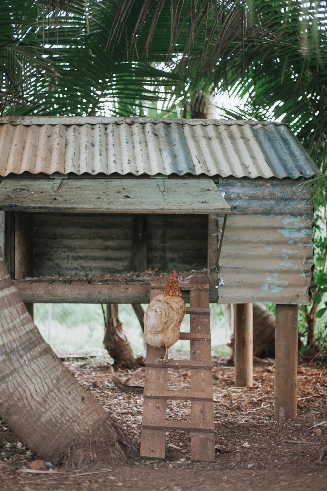 La Vieille Cheminee, Tropical Farm & Eco-lodges